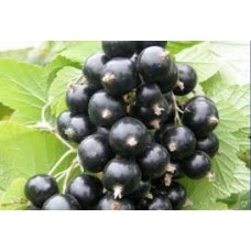 Смородина черная Маленький принц (Ribes nigrum)
