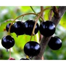 Смородина черная Велой (Ribes nigrum)