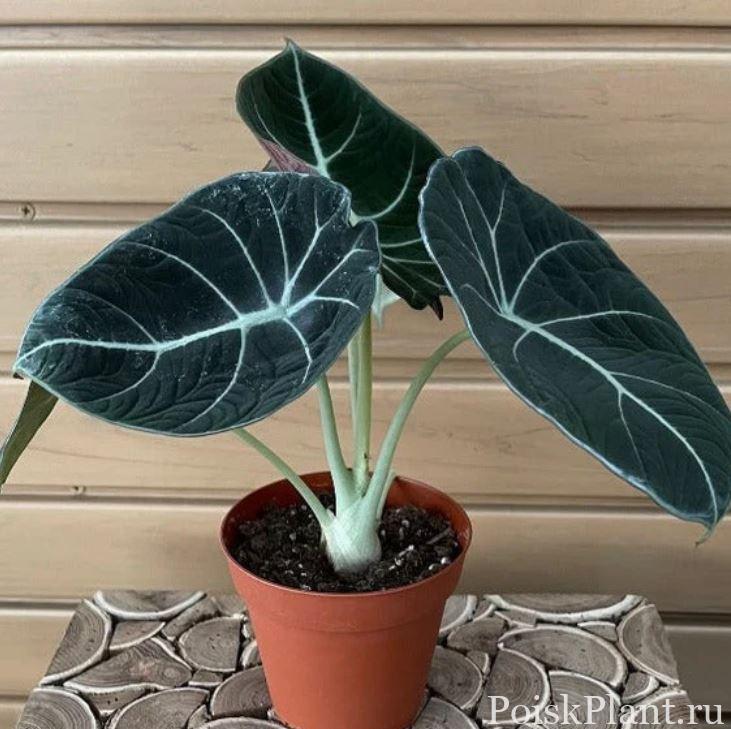 Алоказия регинула Black Velvet