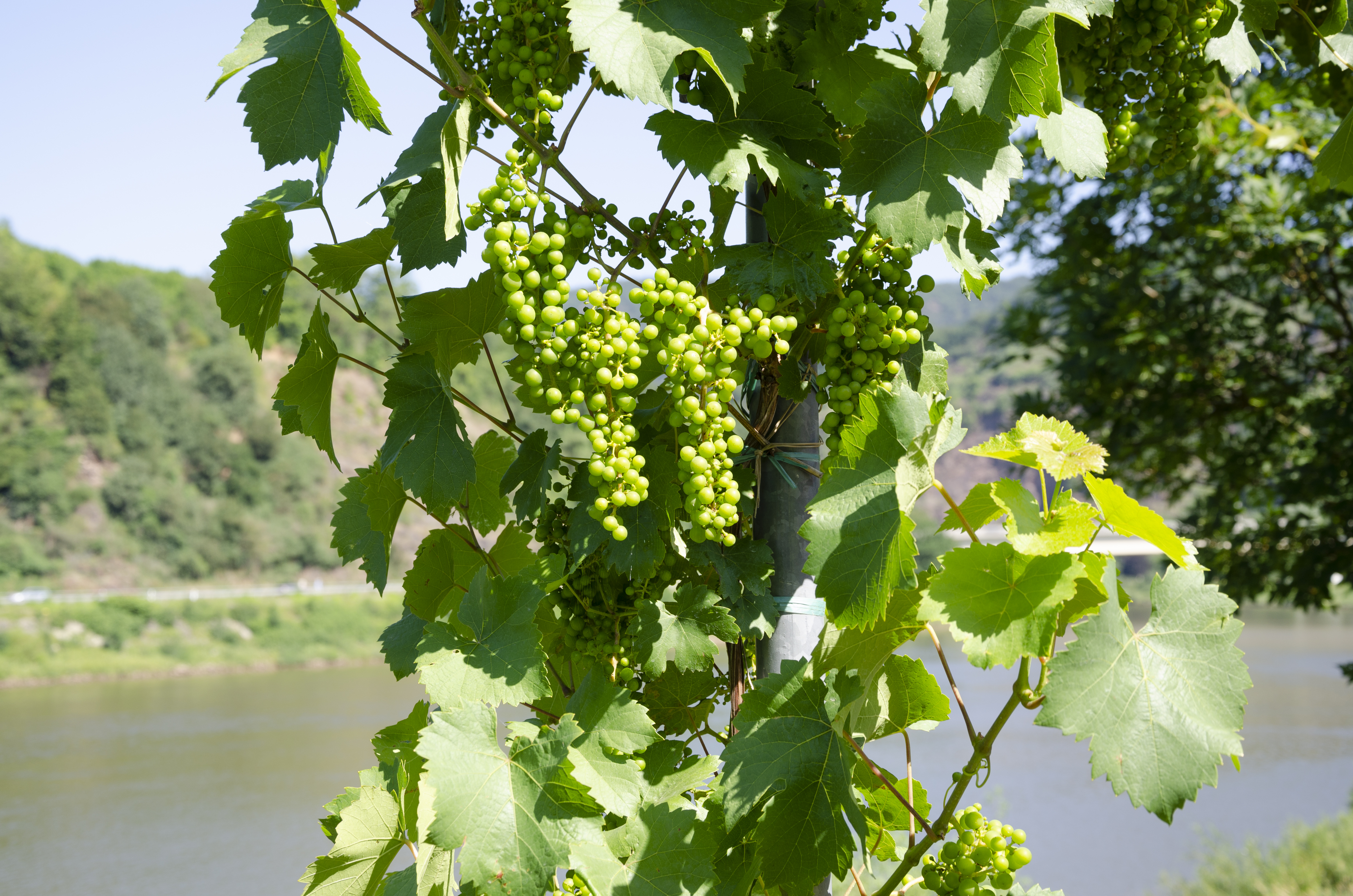 Виноград Riesling