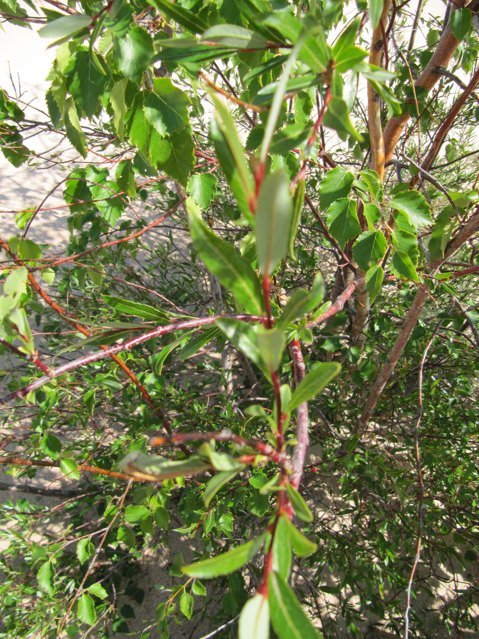 international backfill (iNaturalist): Salix