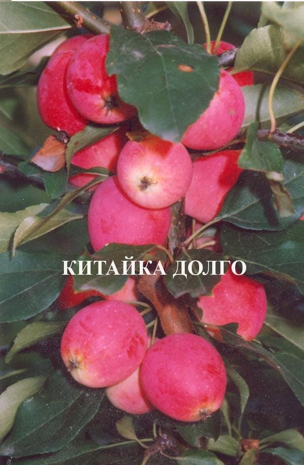 Яблоня Китайка Долго