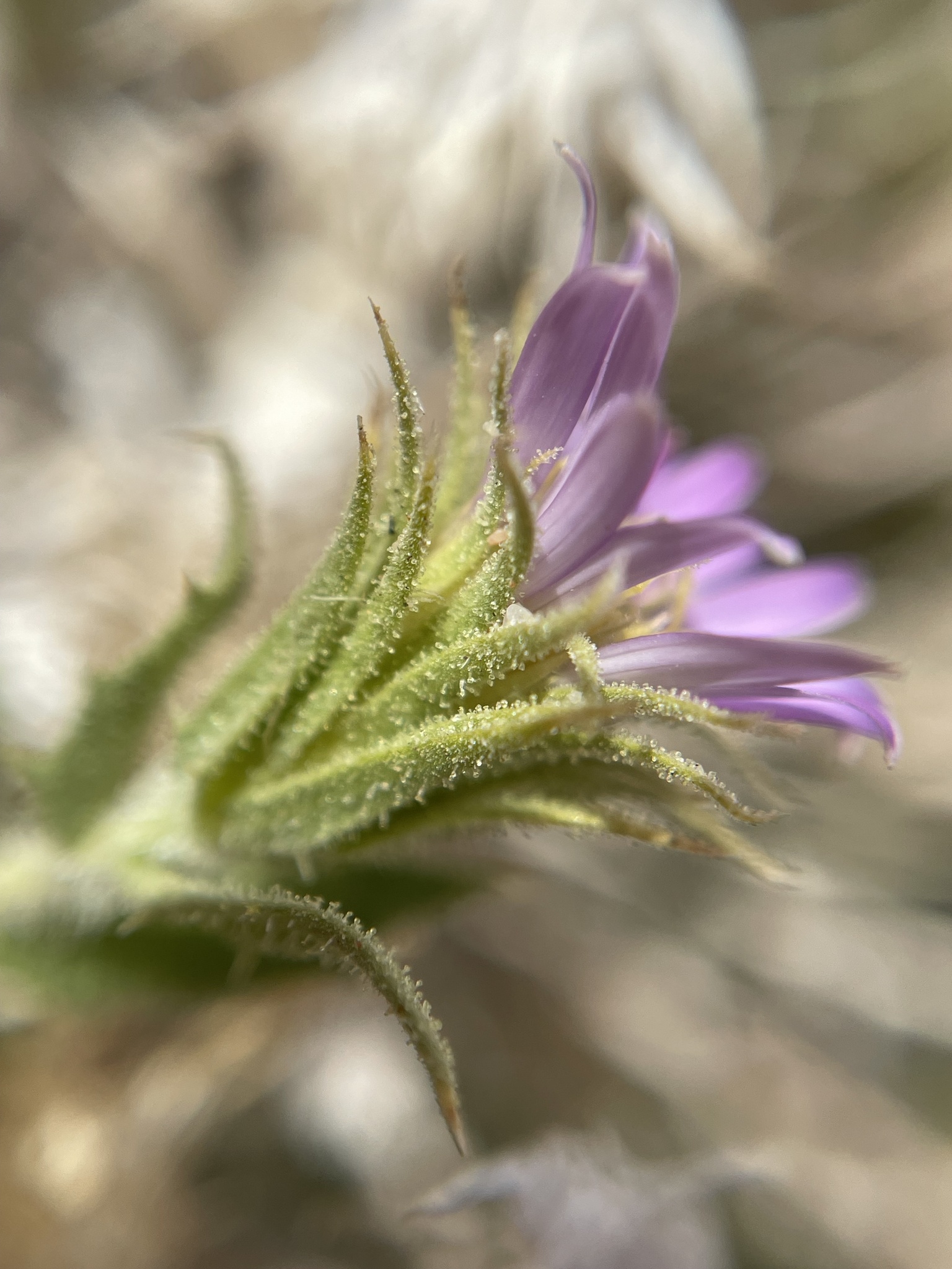 international backfill (iNaturalist): Aster