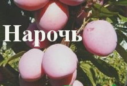 Слива Нарочь