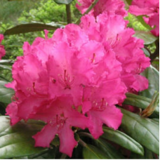 Рододендрон гибридный (Rhododéndron hybrida Hellikki)