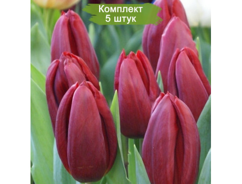 Тюльпан Стронг Лав