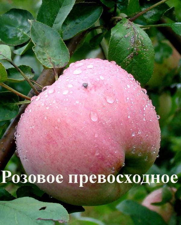 Яблоня "Розовое превосходное" Садоград 2хлетние саженцы