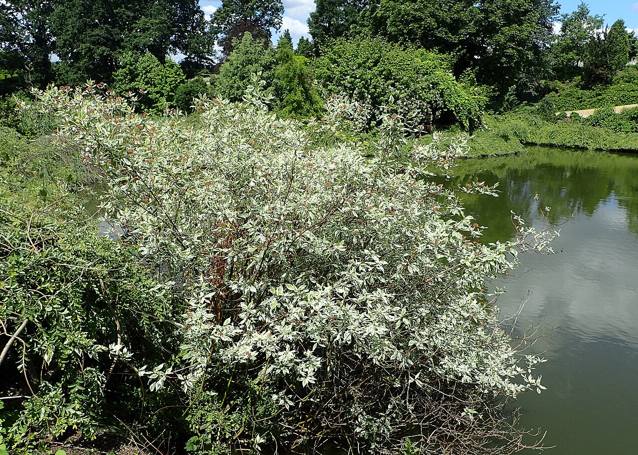 Дёрен белый Sibirica