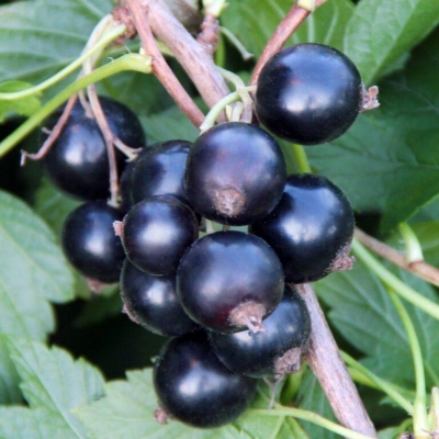 smorodina-ribes-chernaya
