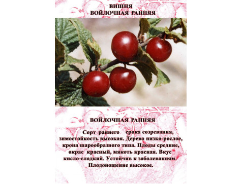 Вишня Войлочная