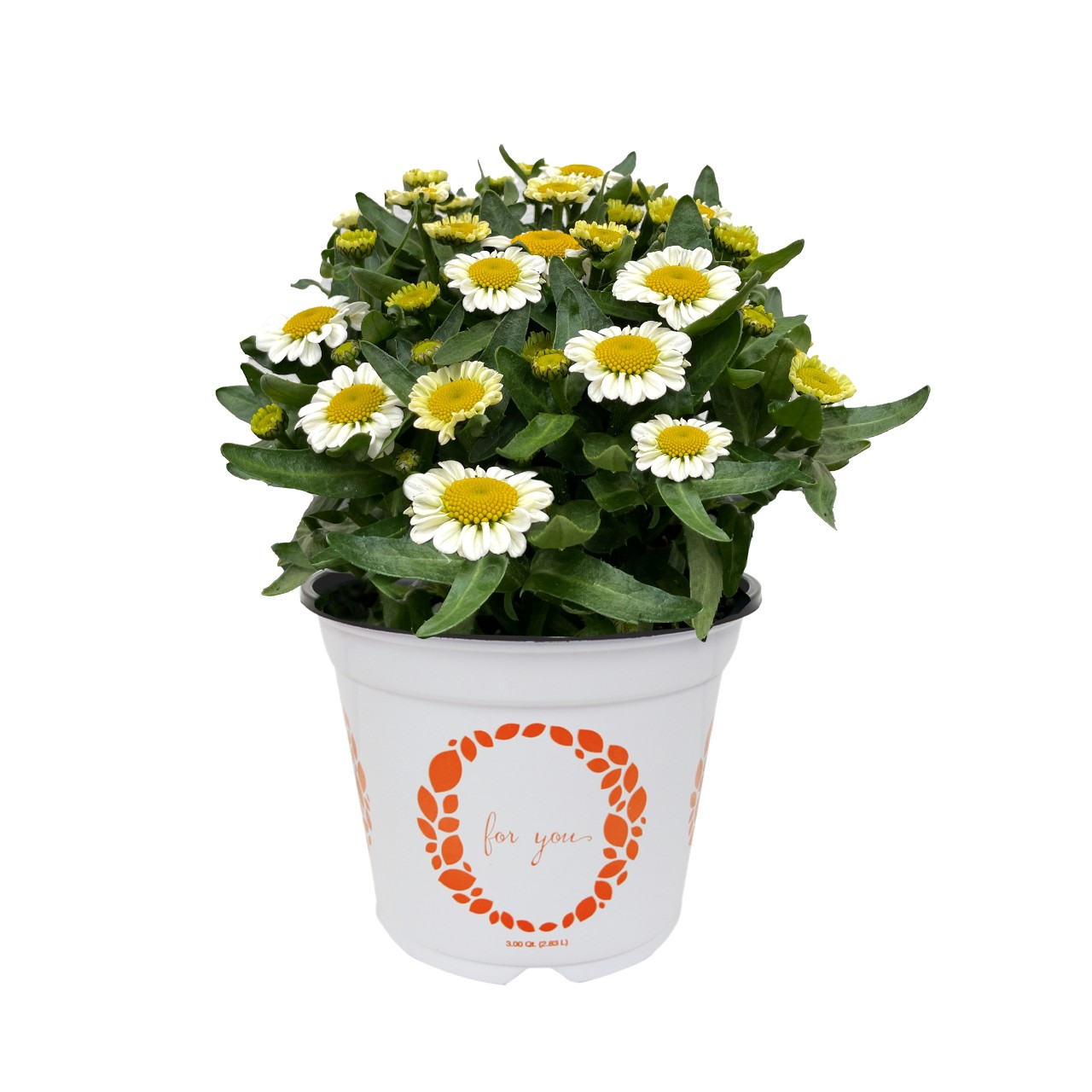 Нивяник Sweet Daisy Shelly