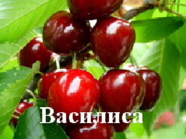 Черешня Василиса