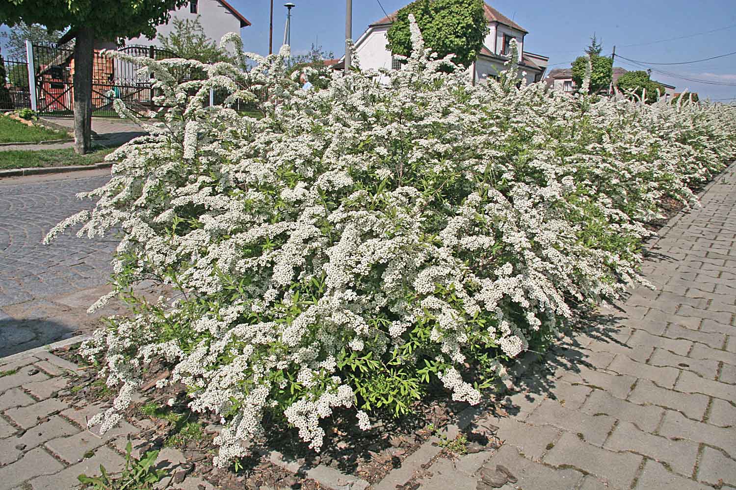 Спирея "Билларда"