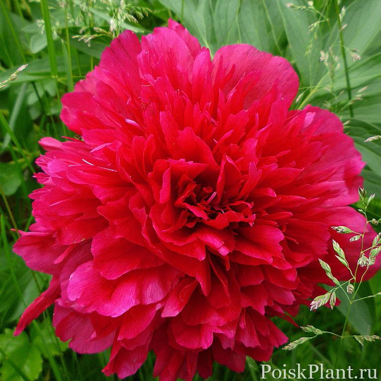 Пион травянистый Rubra Plena