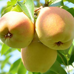 Груша "Елена" (Гехинэ)