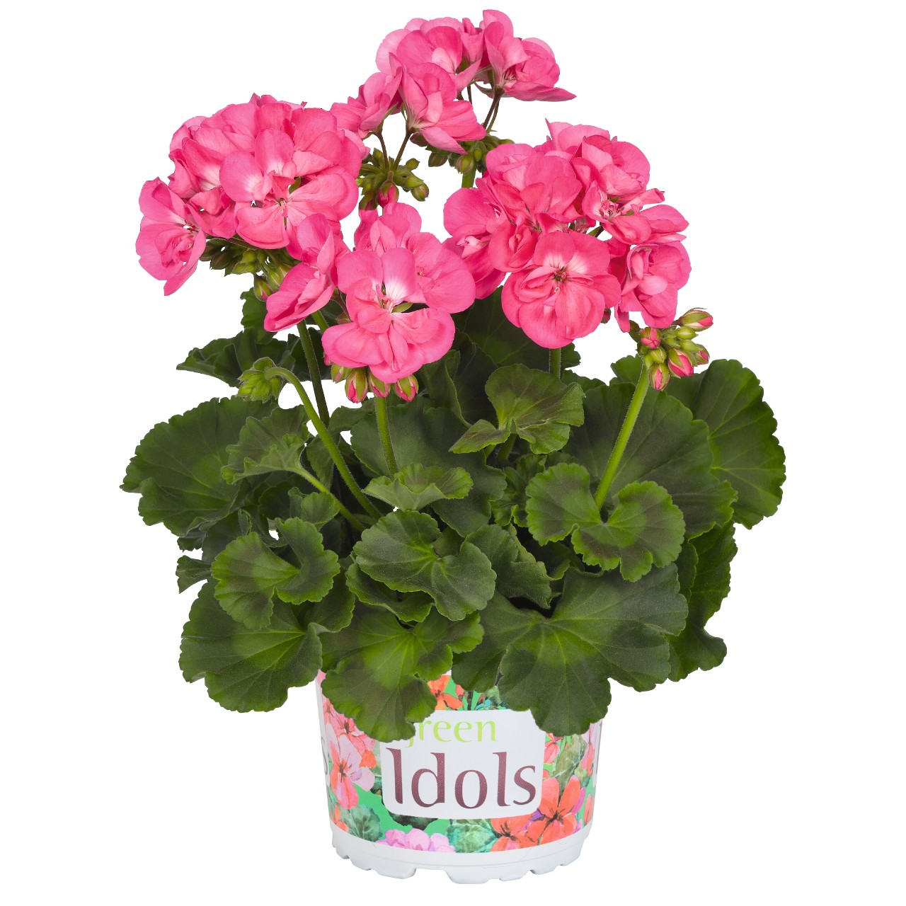 Пеларгония Green Idols Hot Pink