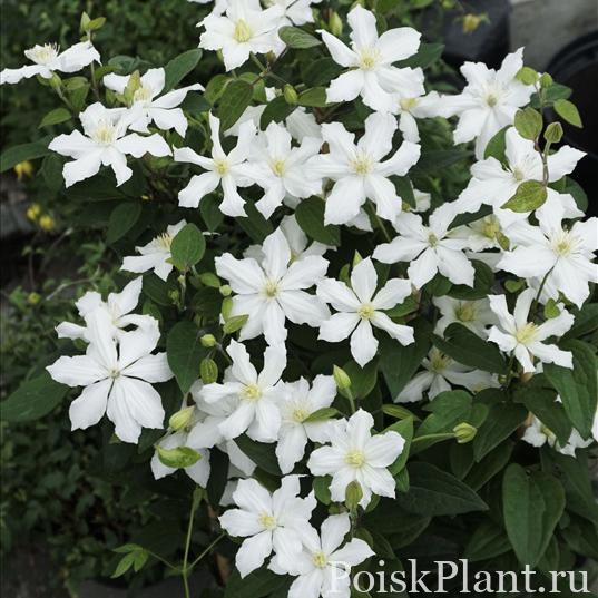 Клематис цельнолистный White Arabella