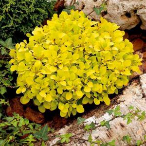 Барбарис тунберга "Tiny Gold"