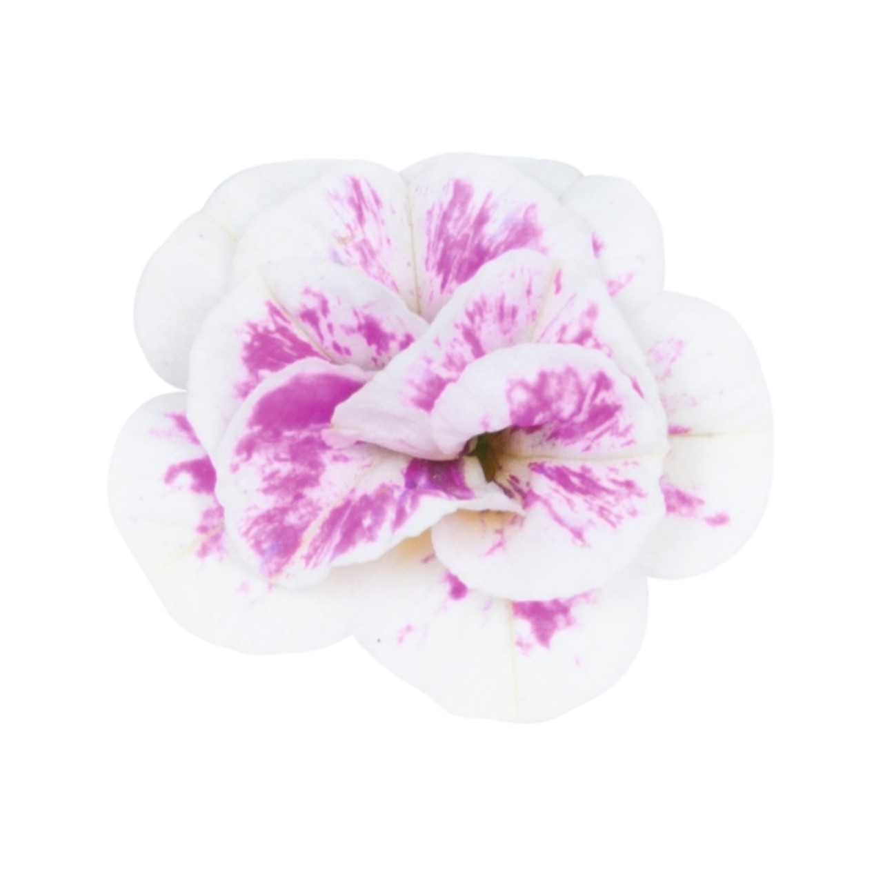 Калибрахоа Aloha Double Pink Blush