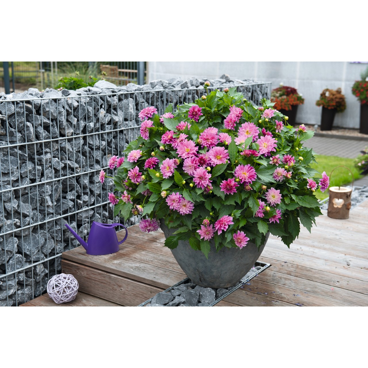 Георгина Hypnotica Purple Bicolor