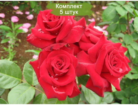Роза Никколо Паганини