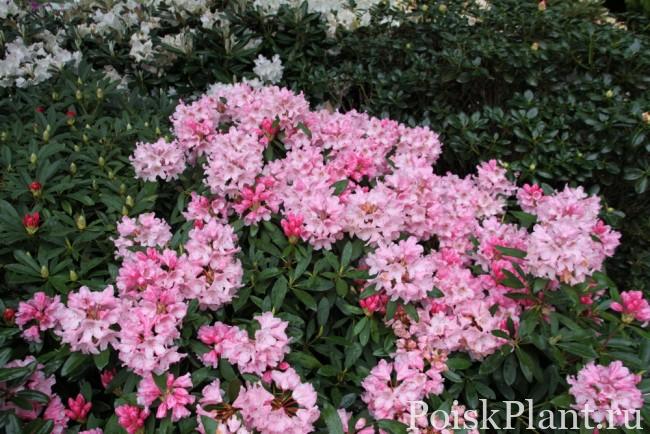 Рододендрон якушиманский Pink Cherub