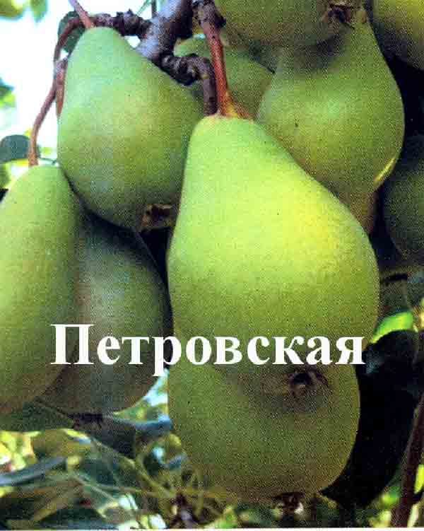 Груша Петровская