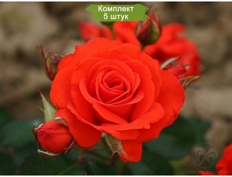 Роза Корас (флорибунда)