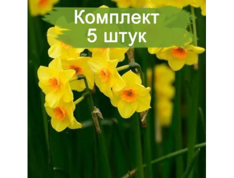 Нарцисс Мартинетта (желтый)