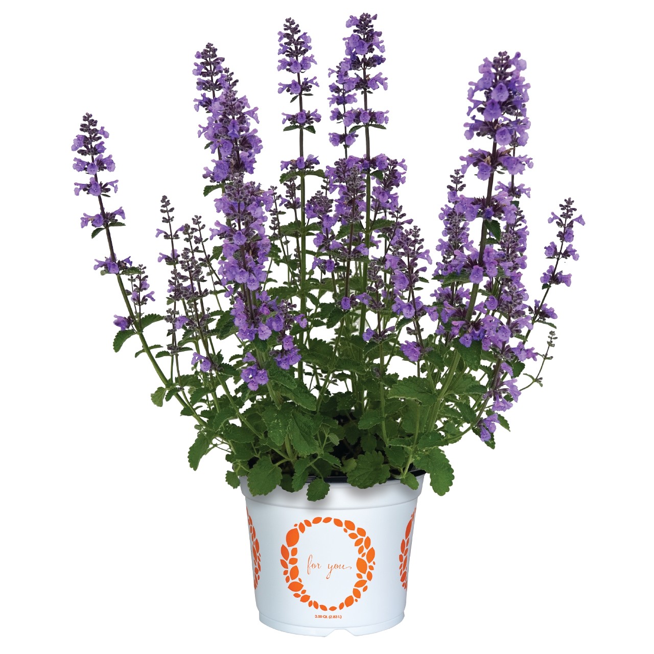Котовник Serene Lilac/Blue Tower