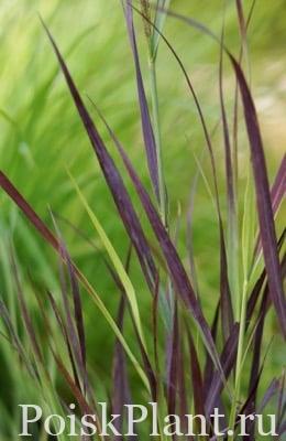 Просо прутьевидное Purple Breeze
