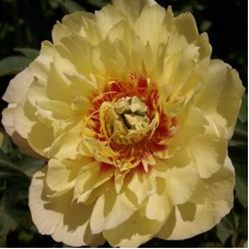 Пион Ито (Paeonia Itoh Border Charm)