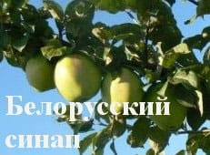 Яблоня "Белорусский синап" Садоград 2хлетние саженцы