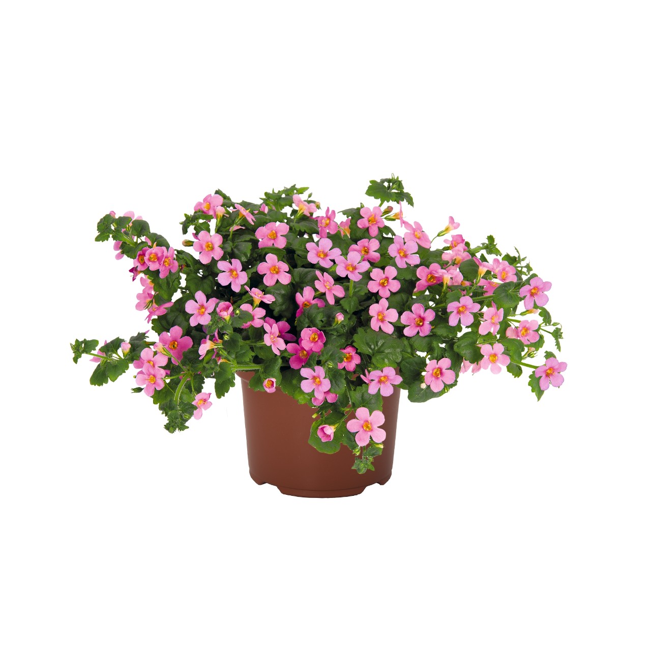 Бакопа Bahia Pink