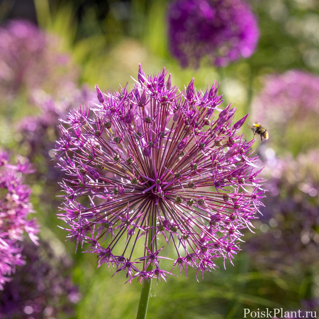 Лук афлатунский Purple Sensation