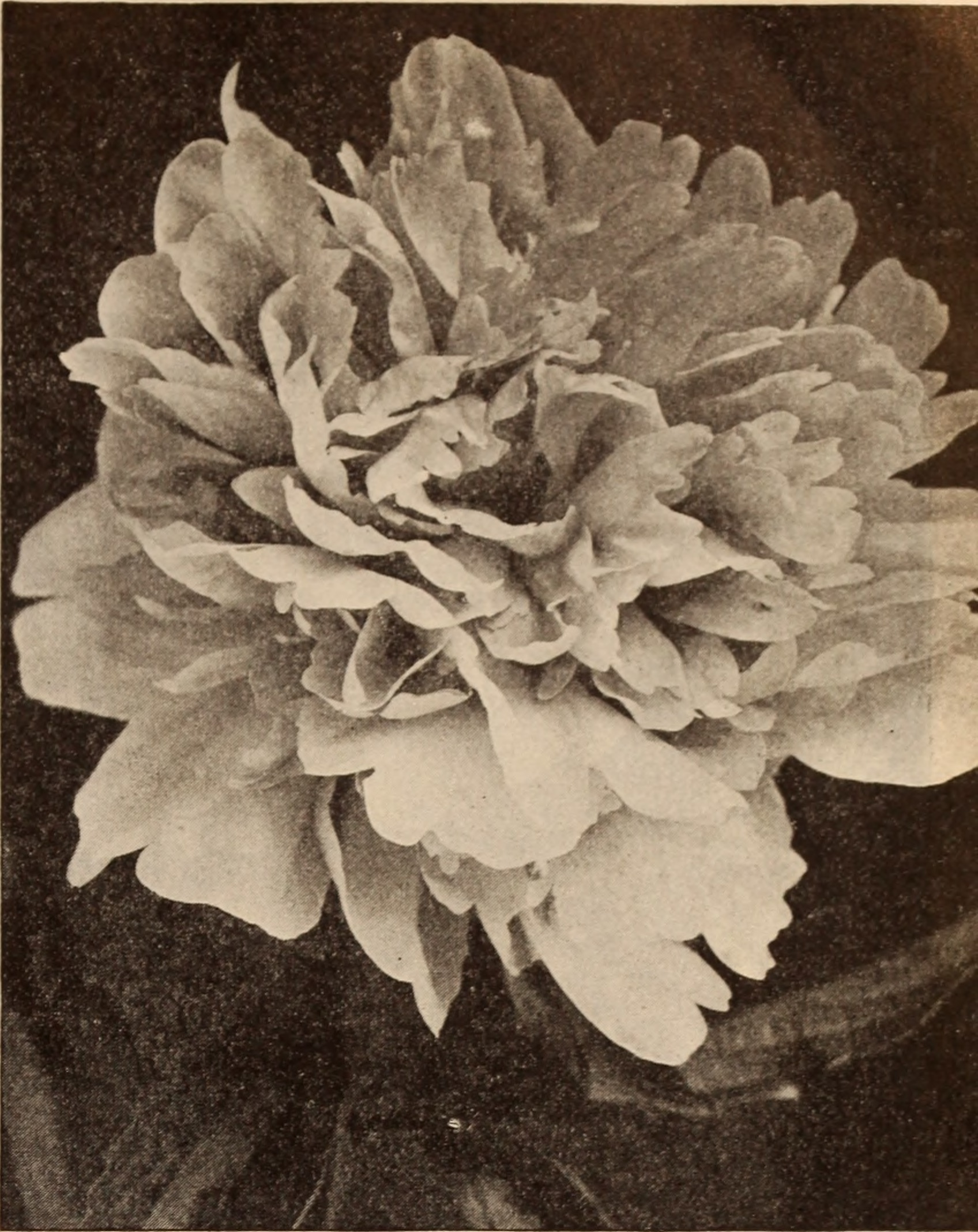 Пион Duchesse de Nemours