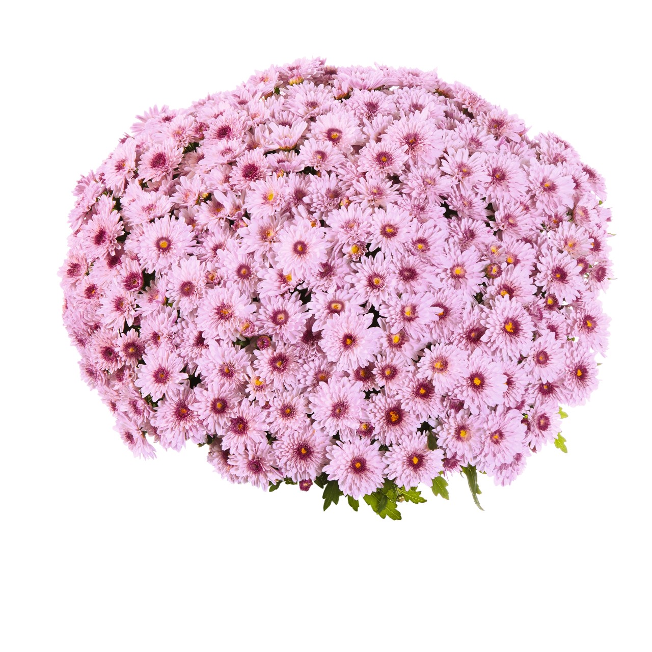 Хризантема Podium Pink Bicolor