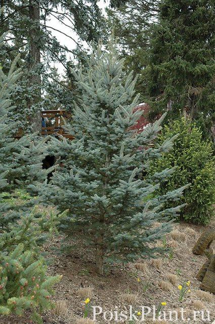 Ель колючая Iseli Foxtail