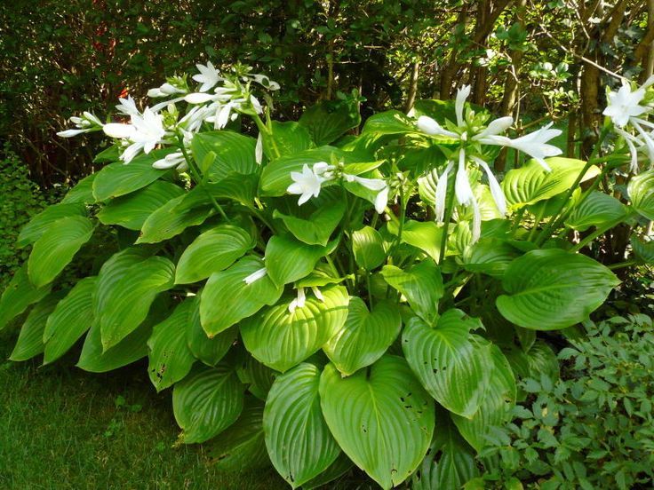 Хоста подорожниковая Grandiflora
