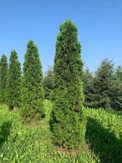 Туя западная Малониана