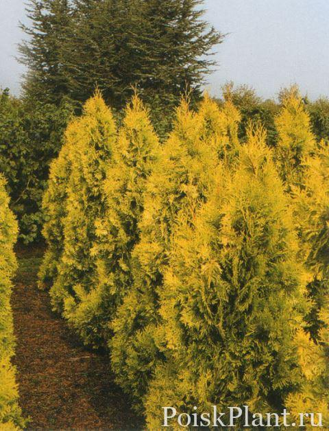 Туя западная Europe Gold