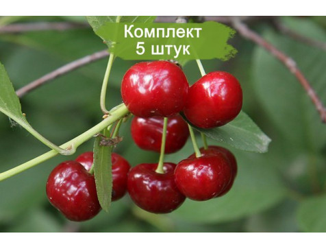 Черевишня Краса Севера