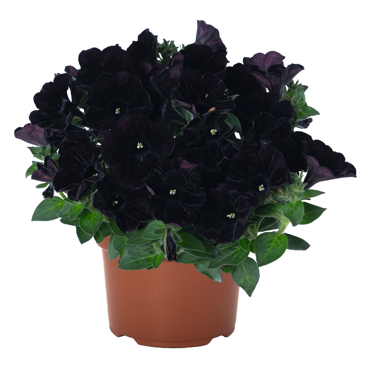 Петуния Sweetunia Black Cowboy