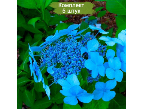 Гортензия «Blue Bird»