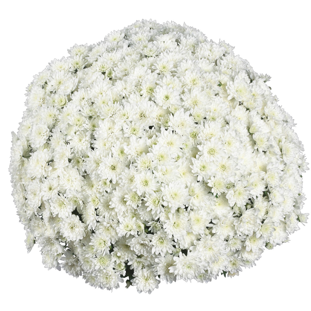 Хризантема Fair White