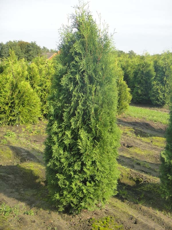 Туя западная Columna