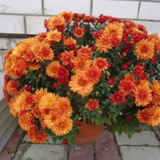 Хризантема мультифлора оранжевая