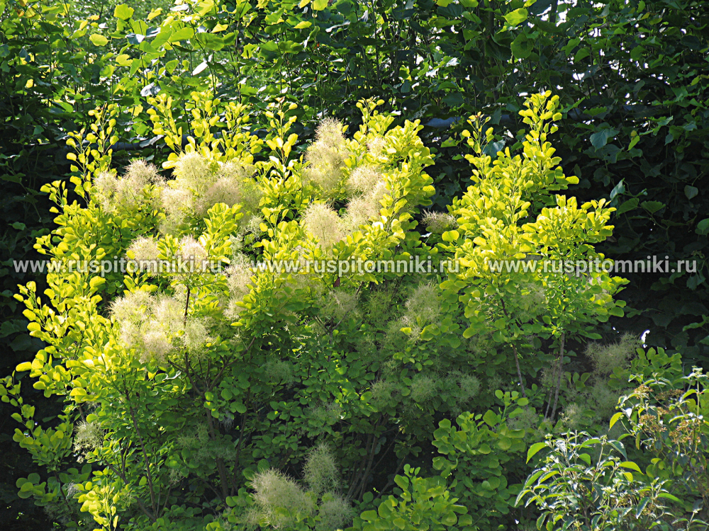 Скумпия обыкновенная Golden Spirit` = `Ancot