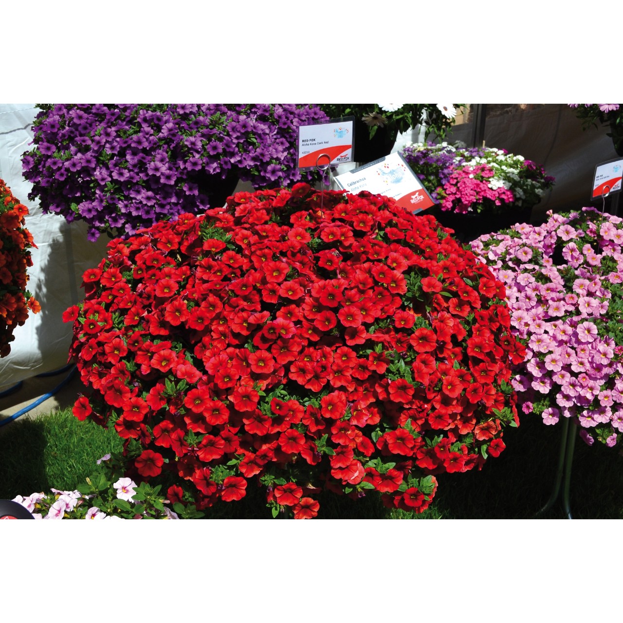 Калибрахоа Aloha Kona Dark Red