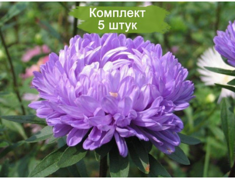 Астра Сатурн